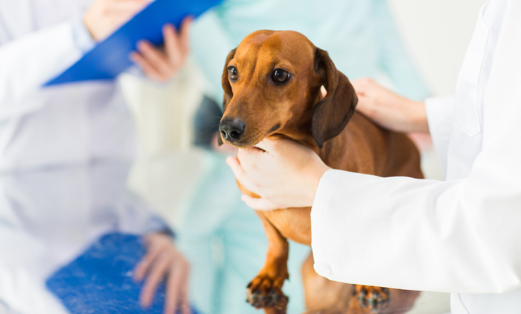 cachorro-veterinario